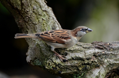 Toch wel mooie vogels die mussen.. Deze zat enigszins waaks in de tuin, maar kon het uiteindelijk niet laten om wat oud brood te pakken