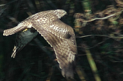 Eerst zat hij op een paaltje, waarna hij vervolgens wegvloog. Tijdens zijn vlucht heb ik hem er nog net op kunnen zetten.

Nikon D70s, Nikkor AF-70-300mm G