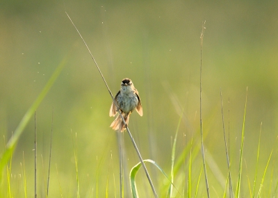 Een rietzanger schut de dauw uit zijn veren, en kijkt daarbij recht in de camera. Vroeg in de ochtend, in de rietkraag langs de slootkant.