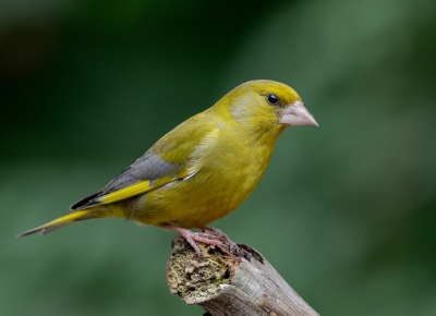 Regelmatig deze vogels bij me in de tuin waarbij ze de zonnebleome pitten onsmakelijk opeten... Toch zijbn het mooie vogeltjes