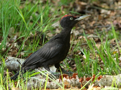 Tijdens rondje over de Lippenhuisterheide kwam ik deze zwarte specht tegen. De vogel was druk bezig met het plunderen van een mierennest uit een verrot stuk berkenhout, hierbij kon ik tot op 10meter naderen.
