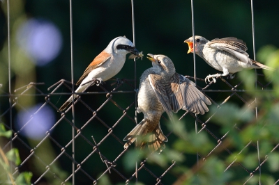 Aan de rand van het reservaat is er een overgangsgebied tot de akkers. Voor G. Klauwieren een paradijs. Vandaag zag ik voor het eerst de jongen in het hek die werden bijgevoerd.