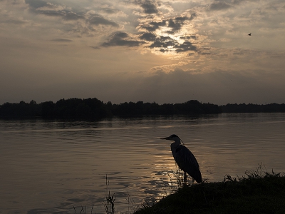 Het zou een mooie zonsondergang worden. De blauwe reiger maakte het beeld meer compleet en levendiger.