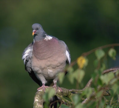 Deze duif kwam 's ochtends takjes halen uit de boom. Ik dacht dat het broedseizoen al zowat voorbij was, maar voor houtduiven  dus toch niet kennelijk. Best stoere beesten als ze zich zo breed maken. Gedigiscoopt op 14 m afstand.