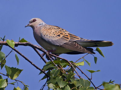 Een steeds zeldzamer wordende zomergast die ik kon vastleggen tijdens het observeren van een broedende boomvalk.