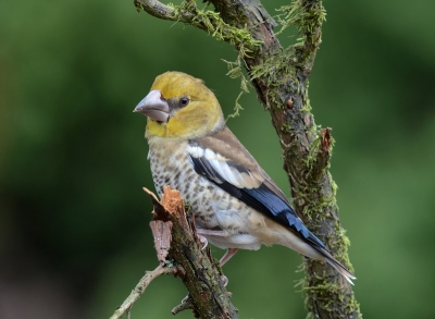 Wat een buitenkans. Ik had gehoopt een appelvink te kunnen fiotograferen. Heb de kans gekregen om zowel de man, vrouw als het jong vast te kunnen leggen.