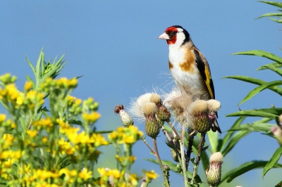 Nog nooit eerder heb ik zoveel putters gezien als op het Zuid-Hollandse eiland Tiengemeten. De enige andere plek waar ik zo veel putters in n dag heb gezien was bij Invercargill (Zuidereiland, Nieuw-Zeeland), maar daar is de putter gentroduceerd. Dat is dan toch niet helemaal echt. Op Tiengemeten was het een bloedhete dag. De putters vlogen af en aan. Zij leken van de hitte geen last te hebben.