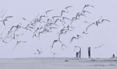 Vlak bij de doorgang tussen Vlieland en Texel, het Eierlandse gat, zaten ze op het strand en vermoedelijk hadden ze gezien dat ik ze op de foto wilde zetten. Ze hebben goede ogen want ik gebruikte een 300mm lens.