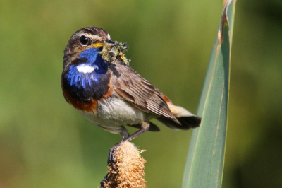 Vorige week op zoek geweest naar de blauwborst op Tiengemeten. Niets gevonden. Steekvliegen, die wel. En zij mij ook. Missie mislukt. Gisteren, op 200 meter afstand van huis, vind ik opeens wel blauwborsten. Maar natuurlijk heb ik dan net geen fotocamera bij me. Vandaag teruggekeerd naar die plek. En ja hoor. Ze zaten er weer! Toch nog met een mooie foto huiswaarts gekeerd.