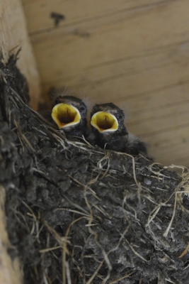 In de vogelkijkhut zit aan het dak een nestje van de boerenzwaluw. Het is niet te missen want de ouders vliegen om je oren. Als hij er op uit trekt past zij op en anders om. Het resultaat was dat ik meer binnen heb rondgekeken dan buiten.