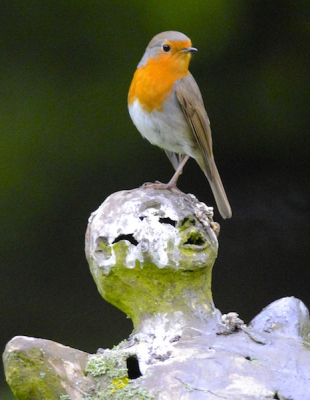 Tijdens een bepaalde periode in het voorjaar zien we in onze tuin vaak een roodborst. De favoriete plek is het hoofd van een beeldje op een boomstronk.