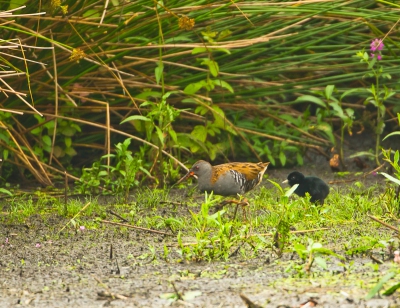 De Waterral met jong kom je niet zo vaak tegen, het was wat ver dus een flinke crop.