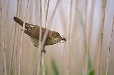 Dit is mijn tweede vogelfoto. Het was vroeg in de ochtend en het licht zat tamelijk goed. Deze karekiet was insecten aan het verzamelen maar verstopte zich telkens achter het hoge riet. Na eventjes wachten kwam hij toch nog even piepen.