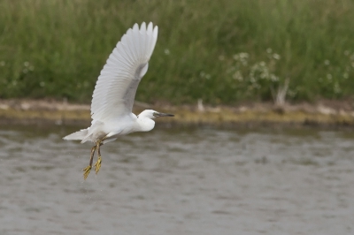 Foto gemaakt in Kilnsea Wetlands Nature Reserve. Hier trof ik kluten en kleine zilverreigers aan. Toen deze kleine zilverreiger wegvloog heb ik hem mooi op de foto kunnen zetten.