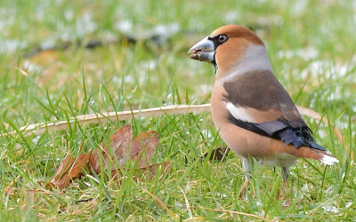 In de tuin zag ik ineens een Appelvink. Deze vogel had ik nooit eerder in onze tuin waargenomen. Was dus erg verbaasd.