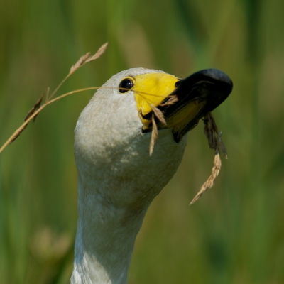 Deze wilde zwaan snoepte van de grashalmen en was daar zo mee bezig dat ik ongestoord kon naderen.