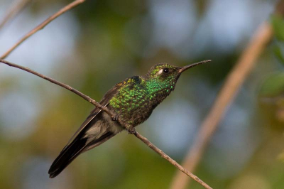 Viel niet mee deze plaat te maken. Kolibri's zijn klein erg beweeglijk, en lijken het liefst in de schaduw van de bloempjes te genieten