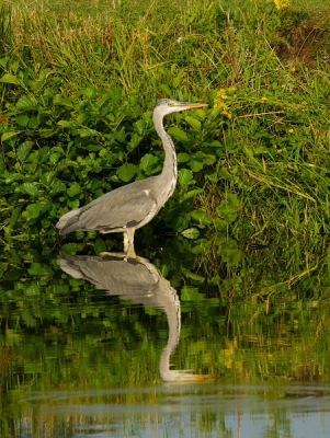 Even tijd gevonden voor een korte wandeling langs de mark. Ik kwam deze reiger tegen.
