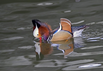 Deze mandarijneend zwemt in het Rembrandpark in Amsterdam. Ik fotografeer hem regelmatig, maar deze keer was de belichting anders.