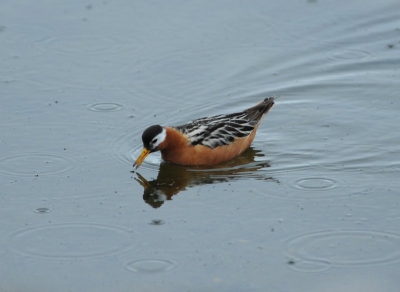 In een druilbuitje zaten 4 Rosse Franjepoten naar insekten te pikken.  De lepelvormige snavel is mooi te zien