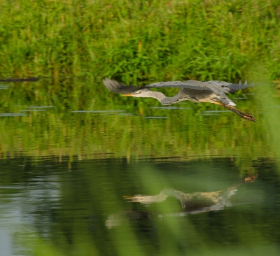 Tijdens mijn wandeling langs de mark deze reiger gespot. Schijnbaar moet ik toch nog wat mijn sluiptechniek oefenen want na enige tijd vloog de reiger weg :-)