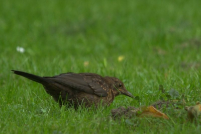 in een park op het gras zag ik deze merel de houding van de vogel sprak me aan en heb die ook op foto gezet met redelijke weer omstandigheden