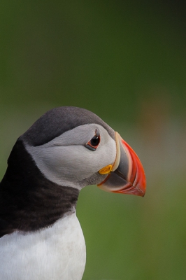 Close up van een papegaaiduiker, mooi om ze eens van zo dichtbij te zien