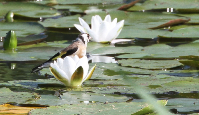 vogel dook plots op een lelie, was hee snel schakelen vanuit de hand zonder IS.