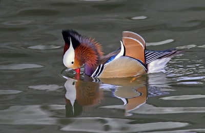 Ik heb deze eend al diverse keren gefotografeerd
Het licht was deze keer erg goed.