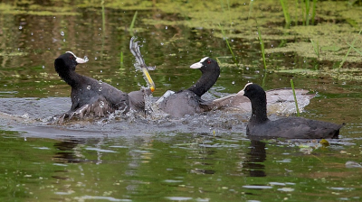 De Meerkoeten zijn zelfs nu nog heel agressief. Maar dat geeft wel leuke plaatjes.
Dit is de 2e poging tot plaatsing na een hernieuwde bewerking. 
Groet, Johan