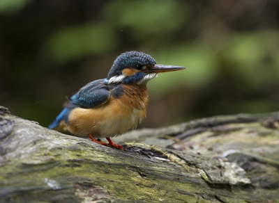 M'n eerste Ijsvogel dichtbij, zag haar daar vaker zitten poetsen en kon d'r vanuit de auto fotograferen. Erg blij mee.

http://www.paul-natuurfoto.nl/