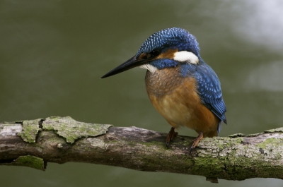 Na enig speurwerk weer enkele paartjes ijsvogel gevonden in de Brabandse Biesbosch. Helaas was het licht op de dag niet optimaal. Het stekje echter wel! Regelmatig liet dit jonge exemplaar zich even zien.