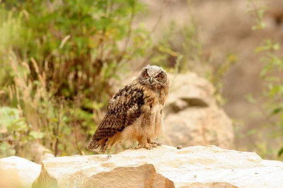 De Oehoe, het was dan ook heel bijzonder dat ik de Oehoe in het wild mocht fotograferen