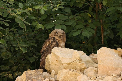 De Oehoe,prachtige vogel .
Dit paartje had maar een jong .