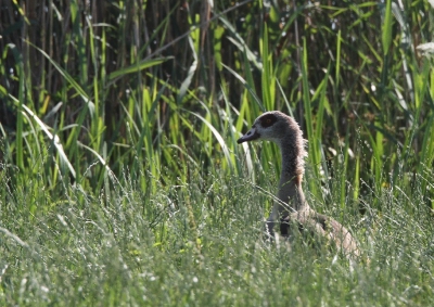 jong nijgansje, schuchter verstopt in het hoge gras
