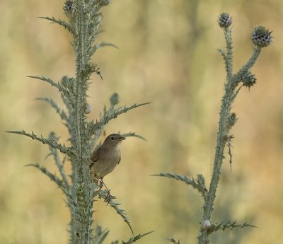 Je ziet ze niet zo vaak in een Distel zitten.
Het is een kleine cropp.