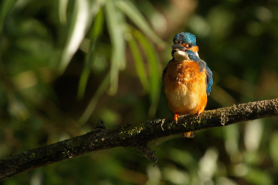 In de namiddag weer genoten van de aanwezigheid van deze prachtige vogel.
Met het zonnetje erbij komen de kleuren er wel mooi uit te zien.