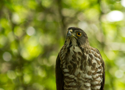 Deze schitterende vogel kwamen we tijdens een bergwandeling tegen, we konden tot op 5 meter komen en de Havik bleef rustig zitten. Dit is een endeem van Taiwan, ondersoort van de Kuifhavik (Accipiter trivirgatus formosae).