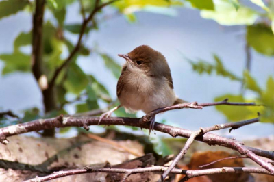 Een juveniel. De foto is niet helemaal scherp maar ik vond de compositie mooi en het vogeltje ziet er "snoezig" uit.