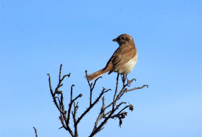 Een juveniel gefotografeerd in de tuin van ons vakantiehuis.