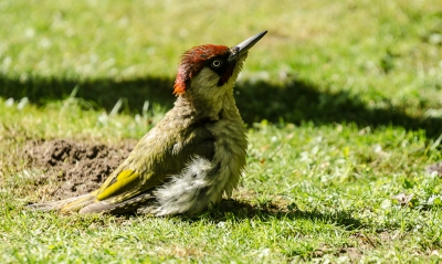 Deze groene specht zit regelmatig bij ons in de tuin tussen het mos zoeken ze naar voedsel.