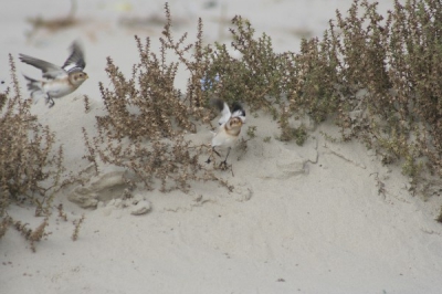 Tijdens een weekendje terschelling op een gegeven moment een leuke groep sneeuwgorzen voor de lens. Dit plaatje vond ik de leukste omdat deze beestjes net opvlogen om verderop te gaan zitten.