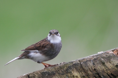 'Woar olde hudre al die skone vogels in Olland???'=Waar halen jullie al die mooie vogels in Nederland??? Hier in verstedelijkt Vlaanderen zijn we al lang blij met een 'speciale' Heggemus. Tips voor vogelkijken tegen de Belgische grens (grensstreek  boven Brugge/Gent (Breskens, Westerschelde, Zeeuws Vl.) altijd welkom.