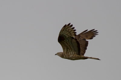 Gisteren een mooie dag gehad in de OVP-plassen onder anderen een eerste waarneming van een kwak voor mij,

Ook sinds lange tijd weer eens een Wespendief gezien, hier een leuk vliegbeeld van deze kortstondige ontmoeting