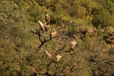 Zoals het hoort. Een groep vale gieren in een dode boom.
400mm + 1.7 TC/D2x 1/320-f4.8 iso 100.
Vanwege de grote afstand zit er onscherpte in. Inmiddels een nieuw balhoofd aangeschaft.