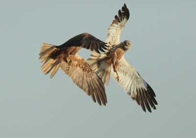 De onderlinge sfeer lijkt bij dit paar aan het eind van het broedseizoen niet meer top, regelmatig vliegen ze elkaar in de veren. Helaas is de kop van het vrouwtje niet zichtbaar.