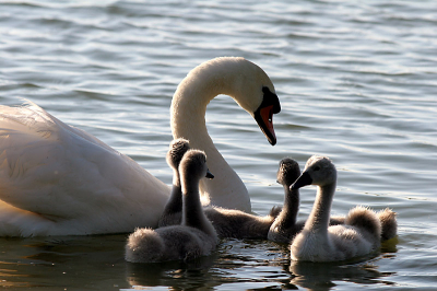 De eerste foto met het nieuw aangeschafte 400 mm objectief. Om te beginnen is dit wel een 'rustig'  onderwerp.