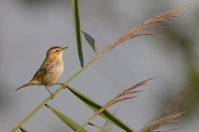 In de ochtendzon en het natte riet, was deze rietzanger erg gewillig voor een fotoshoot en kon ik een flinke reeks maken. Vond deze qua licht en compositie het meest geslaagd.