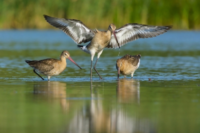 2 Grutto's waren druk aan het foerageren, waarbij de 3de Grutto dacht: daar moet ik ook wezen!!