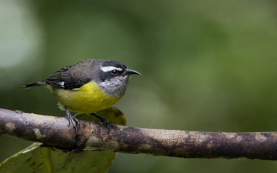 Het suikerdiefje (Coereba flaveola) is een zangvogel uit de familie Coerebidae met slechts 1 soort. 

Hun voedsel bestaat voornamelijk uit nectar en om deze te bereiken, prikt hij een gaatje in de bloemkelk. De meeste vogels bestuiven tevens de bloem, maar deze niet, vandaar de naam. Ook vruchten worden gegeten. Suikerdiefjes leven meestal solitair, ze zwermen wel in groepen, maar alleen op plaatsen waar voedsel te vinden is.

Deze vogel komt voor in het noorden en oosten van Zuid-Amerika en in het Caribisch gebied. De vogel komt algemeen voor in het noorden, terwijl hij dieper in het oerwoud schaarser is.

Datum kan ietswat afwijken ;) Niet meer zeker wanneer deze was namelijk...